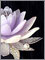 睡蓮